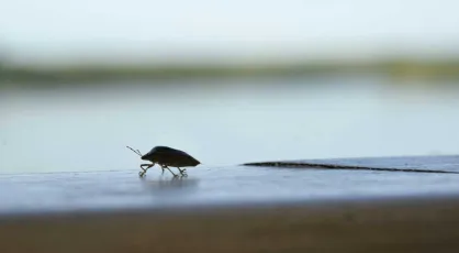 La primera cucaracha